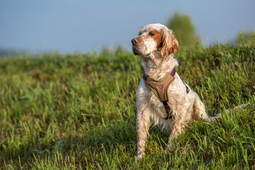 Orange belton english setter hunting dog wearing a brown harness sitting in the grass on a sunny...