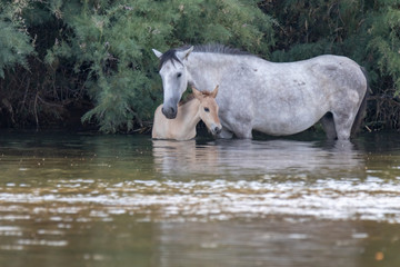 band of wild horses at Salt River, Arizona with babies