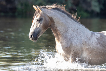 Band of wild horses at Salt River, Arizona