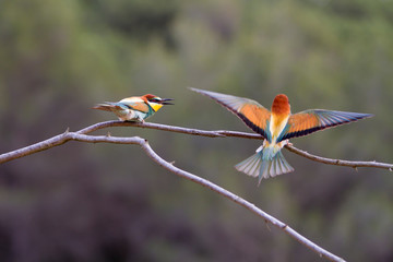 Pair of bee-eater