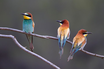 Three bee-eater