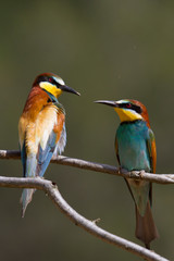 Obraz premium Pair on bee-eater