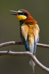 Bee-eater perched on a branch