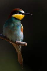 Bee-eater alone.