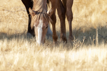 wild horse at Salt River, Arizona