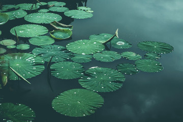 Lily-pads on pond, Wuppertal, Germany