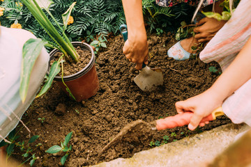 Children's hands hold garden trowels and drip the ground to plant a flower in the garden.