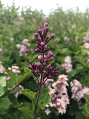 The Vibrant Flowers of Spring