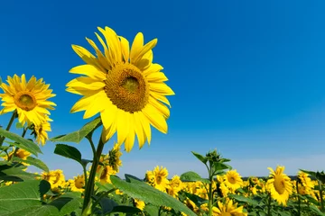 Poster Im Rahmen Sunflower field with cloudy blue sky © Pakhnyushchyy