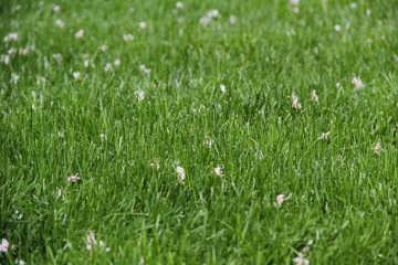 texture of green glowing foliage penetrated by the rays of the sun
