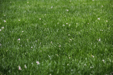 texture of green glowing foliage penetrated by the rays of the sun