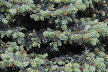 texture of green blue spruce branches