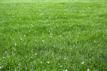 texture of green glowing foliage penetrated by the rays of the sun