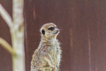 Fototapeta premium a funny meerkat guarding its enclosure of possible predators