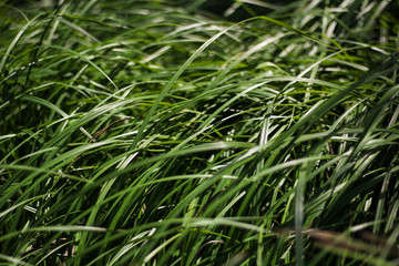 texture from dark green long grass in sunshine