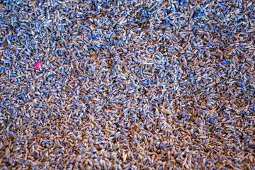 dried lavender flowers top view texture