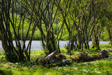 green grass and trees on the background of the river and green mountains with a piled tree in the grass