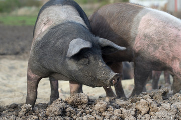 organic food, saddleback pig, pig and pork