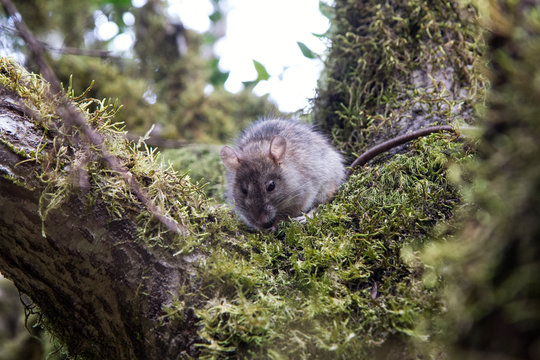 Black rat at Garajonay National Park, La Gomera, Canary Islands, Spain