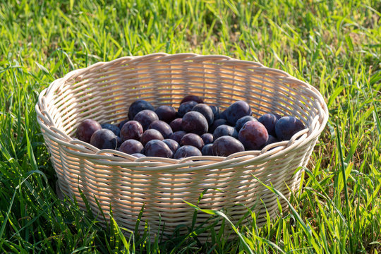 mont&oacute;n de ciruelas en una cesta sobre hierba verde
