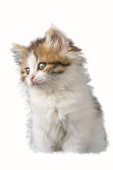 funny kitten portrait on white isolated background