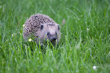 hedgehog in a green meadow