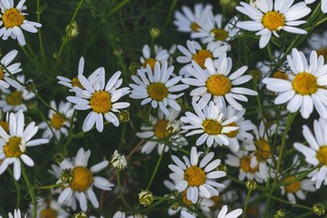 white daisies in the field