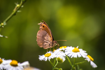 Butterfly on a chamomile flower on meadow