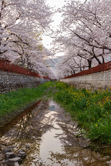 Cherry tree blossom and Jinhae Gunhangje Festival