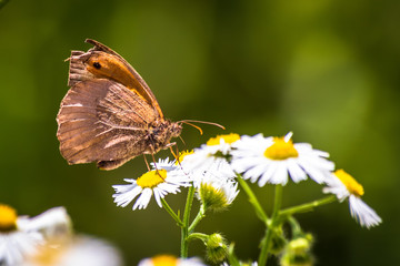 Obraz premium Butterfly on a chamomile flower on meadow