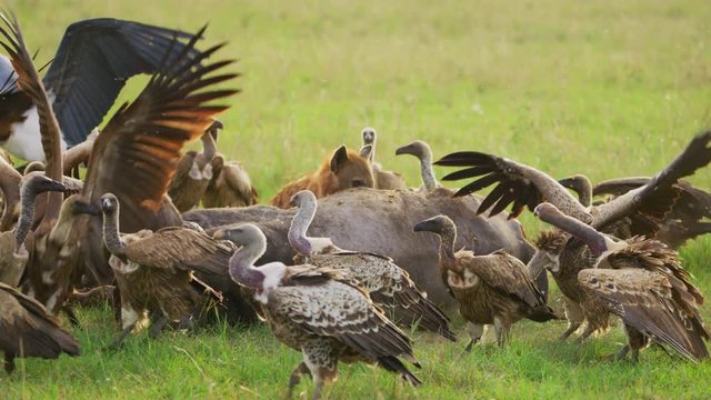 Vultures next to a carcass in Africa