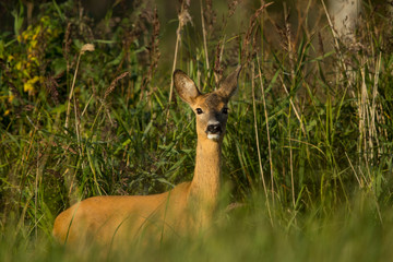 Roe deer closup (Capreolus capreolus)