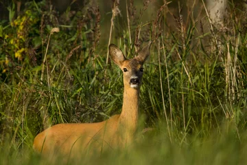  Roe deer closup (Capreolus capreolus) © Kalle Pihelgas