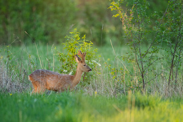 Roebuck in the bushes (Capreolus capreolus)