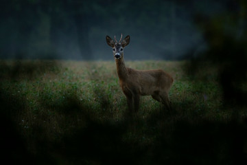 Young Roebuck, roe deer (Capreolus capreolus)