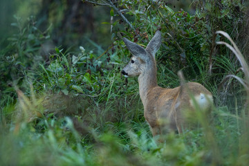 Young Roe deer (Capreolus capreolus)