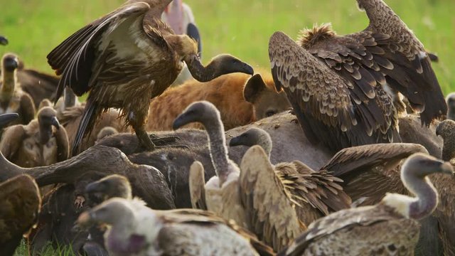 Ruppell's vultures and hyena eating a carcass