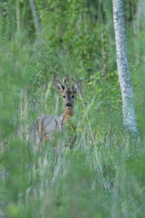 Young Roebuck in the forest (capreolus capreolus)