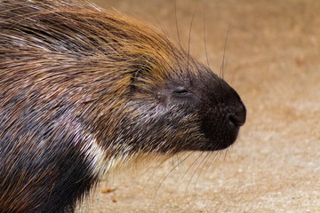 a porcupine going to its enclosure
