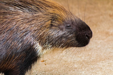 a porcupine going to its enclosure