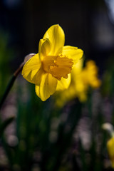 delicate charming yellow daffodils growing in the garden in the morning spring sunshine