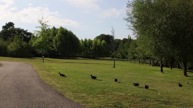 video of ducks walking in the park