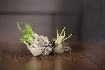 sprouted garlic on a dark background
