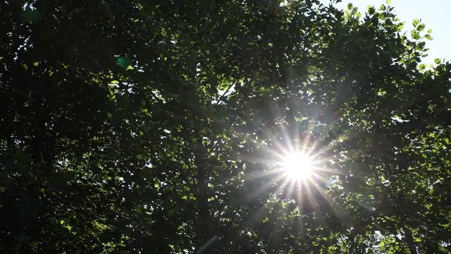 video of the sun going through the leaves