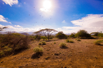 Naklejka premium Tsavo West Blick auf afrikanischen Baum und Vogelschwarm