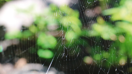 Spider Web in Sunshine