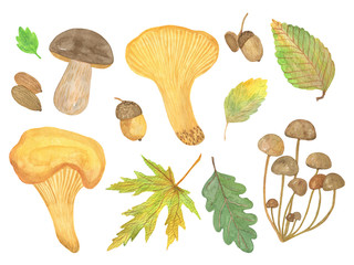 Hand drawn watercolor mushrooms, autumn forest illustration, seasonal watercolor set, symbol of autumn