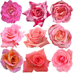 Set of 9 different roses