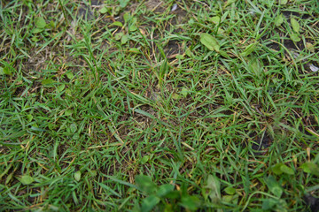 Herbe parc