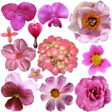 Set Of Different Pink Isolated Flowers